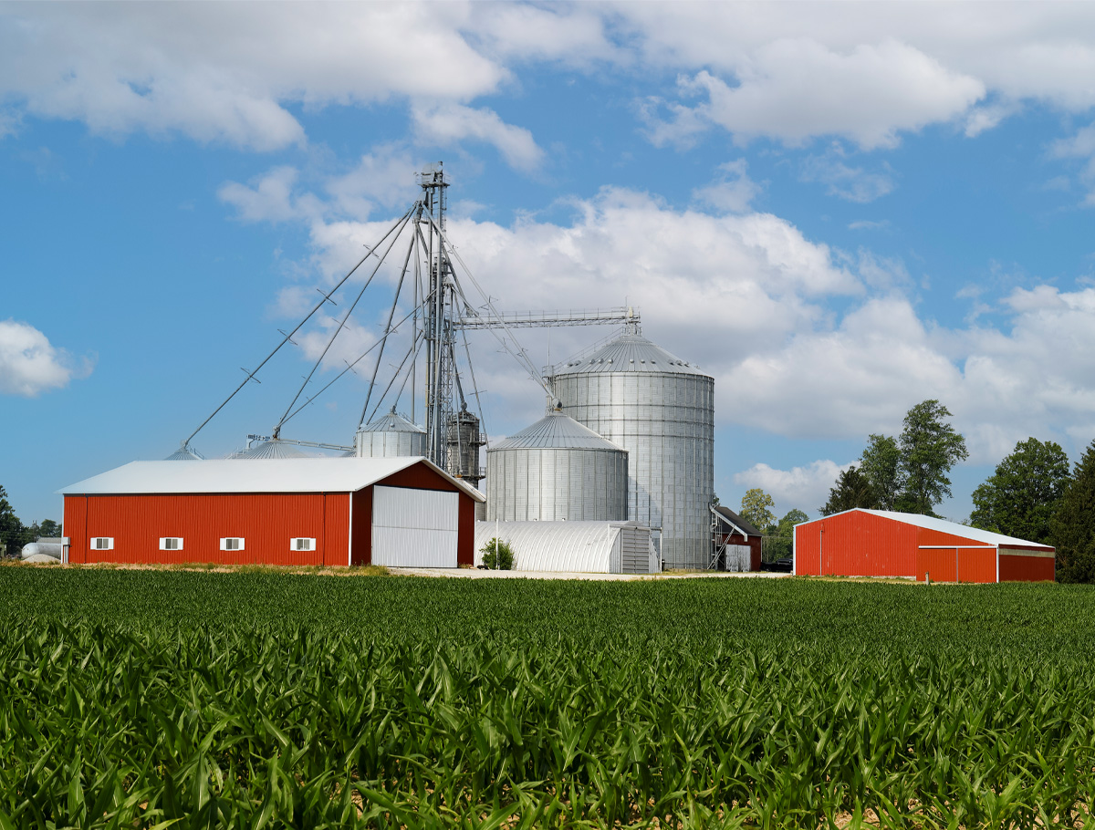 Barn and grain silos in corn field